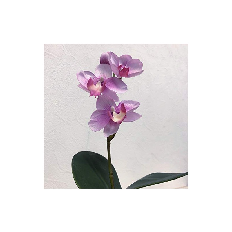 Kobe Flower Story Phalaenopsis 2018-petti-am Total Length: Approx. 11.8 inches