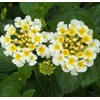 Lantana Mix 100+ Seeds Flowers Planting for Outdoor or Indoor
