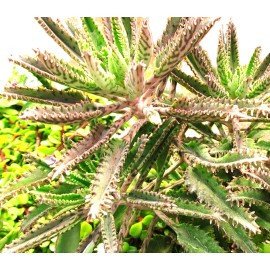 Gar-Zen Botanical Designs Kalanchoe delegoensis Mothers of Thousands Alligator Plant No Pesticides