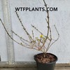 Unbranded Forsythia × intermedia 'Kumson' Variegated Large 1 Gallon Shrub