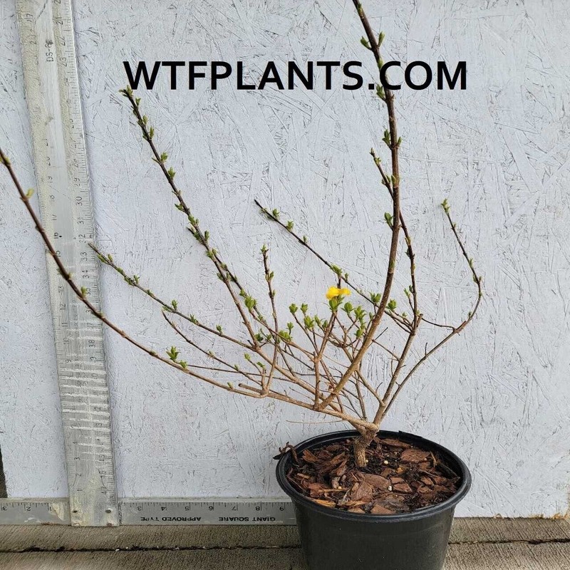 Unbranded Forsythia × intermedia 'Kumson' Variegated Large 1 Gallon Shrub