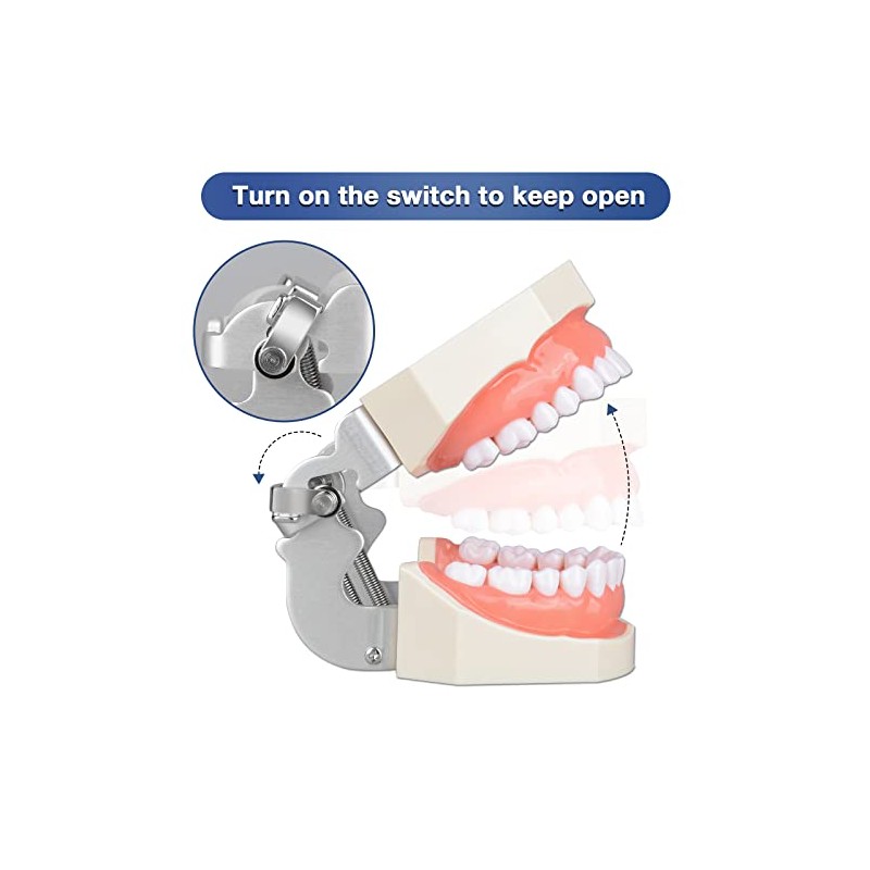 Ultrassist Typodont - Modelo de dientes con 28 dientes extraíbles,