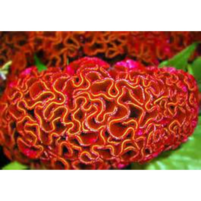 HUGE Brain Celosia! CRAZY MIXED COLORS 100 Seeds!