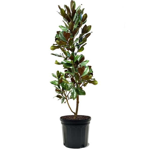 Generic D. D. Blanchard Southern Magnolia, Shade Tree, Fragrant Cup-Shaped
