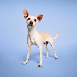 Paul Mitchell Pet Bug Away Spray, Insect Deterrent, 8.5 fl.oz.