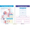 NewPath Learning Human Body Visual Learning Guide Set, Grade 6-10
