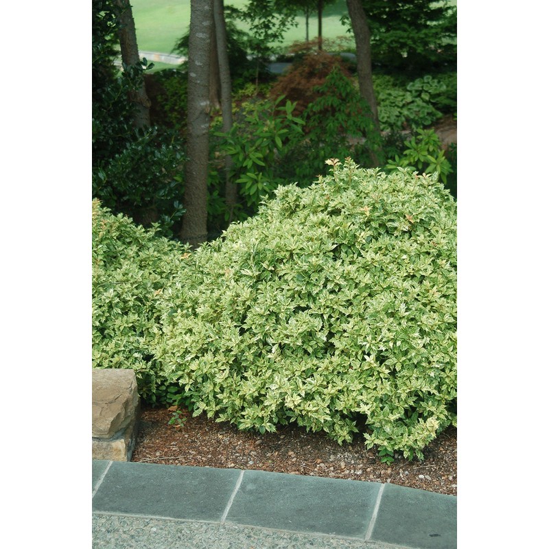 Osmanthus heterophyllus 'Goshiki' (False Holly) Evergreen, #2 - Size Container