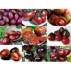 Mixed Seeds 30 Black Tomato Seeds, Mix of 9 Varieties, Heirloom Non-GMO, Black Prince, Cherokee Purple, Black Cherry, Lycopersicon esculentum, from USA