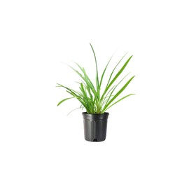 Agapanthus Africanus Lily of The Nile | 3 Large Gallon Size Plants | Low Maintenance Flowering Groundcover Grass