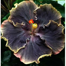 30PCS Rare Black Rainbow Hibiscus Seeds - Stunning Black Blooms for Colorful Gardens