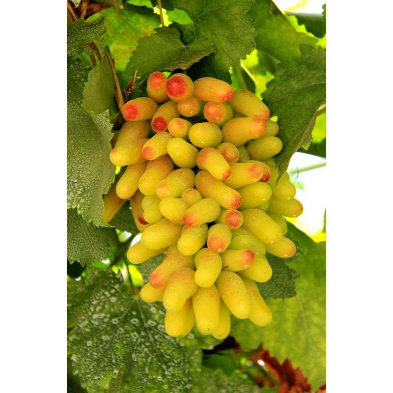 100+ Pcs Grape Seeds for Planting