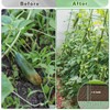 Tetutor Cucumber Trellis for Raised Beds, 63 x 45 Inch