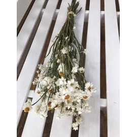 Flowers Dried AMMOBIUM Flower bunch Bouquet All Natural Cottage core decorating Prim