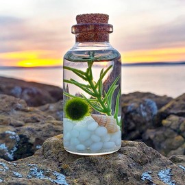 Small Alchemist Terrarium Starter Kit with Baby Marimo Moss Ball Pet Decor Decorative