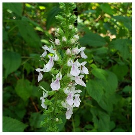 Everwilde Farms - 1/4 Lb American Germander Native Wildflower Seeds - Gold Vault