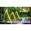 Berkman's Gold Arborvitae | 1 Large Gallon Size Plant |
