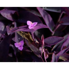 La Bonne Terre Farm 9 Organic Purple Heart Wandering Jew Cuttings
