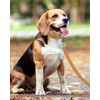 Taglory Dog Leads for Medium Large Dogs | Double Sided