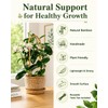 Moromyse Plant Trellis Indoor 16in Bamboo Trellis Loop - Shaped