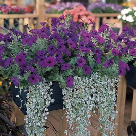 Outsidepride 15 Seeds Annual Blue Easy Wave Petunia Spreading Flower Seeds for Planting