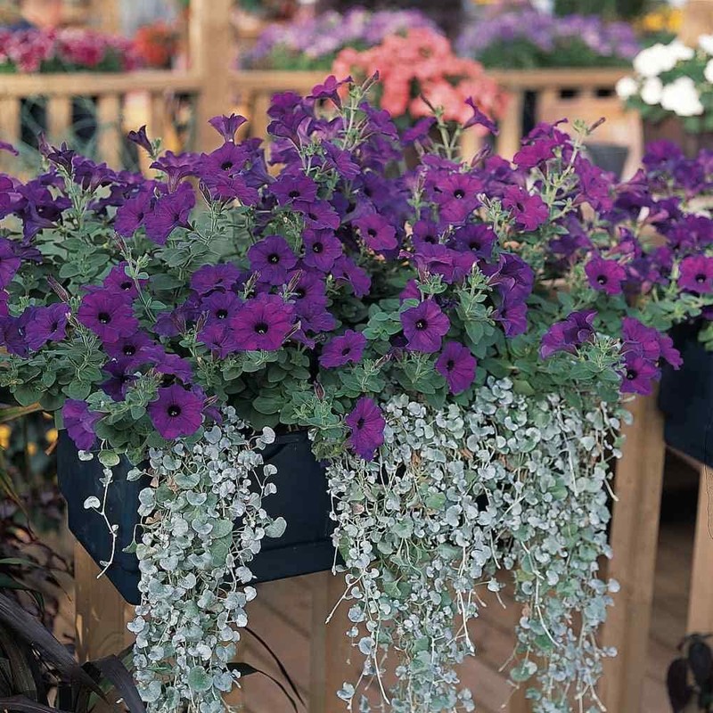 Outsidepride 15 Seeds Annual Blue Easy Wave Petunia Spreading Flower