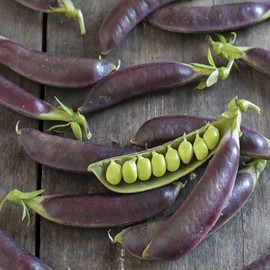 Sugar Magnolia Snap Pea Seeds Sweet Tender Can be Eaten Raw or Cooked Cool-Season Crop Garden Container Trellis 100Pcs Vegetable Seeds by YEGAOL Garden