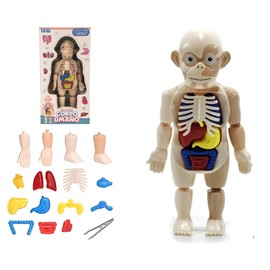 Human Body Model for Children Anatomical Model of Human Body Educational Games Children Study Human Anatomy Body Model 3D Removable Organs Realistic Model Human