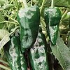 Pepper Hot Poblano Ancho Great Heirloom Vegetable by Seed Kingdom