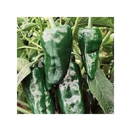 Pepper Hot Poblano Ancho Great Heirloom Vegetable by Seed Kingdom 100 Seeds
