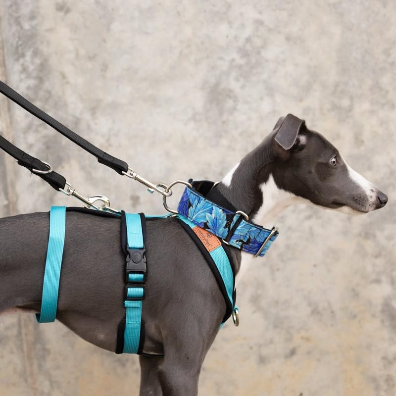 3 Point Harness Anti Pull Ideal for Libreles: Italian Greyhound