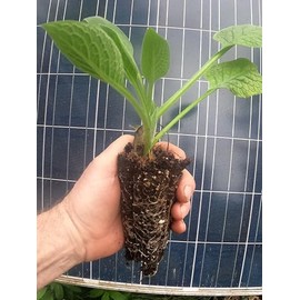 Comfrey - Live Plants (Symphytum ×  uplandicum) - Bocking 14 - Ready to Plant Organic