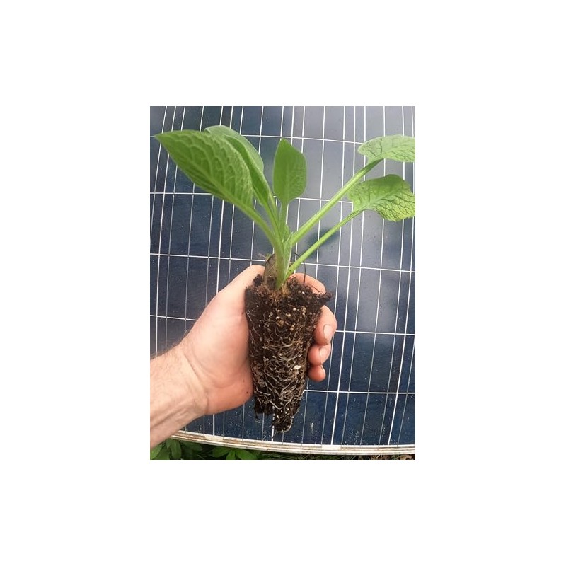 Comfrey - Live Plants (Symphytum ×  uplandicum) - Bocking 14