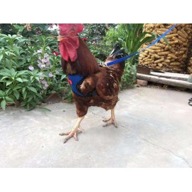 Chicken Harness and Leash, Modified Adjustable Breathable Harness Specially Designed for Rooster and Hens Duck Goose Training and Walking Size 2pcs (Blue, S)