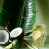 Harney & Sons Organic Green with Coconut, Fresh Brew Iced
