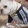 Dog Chain Collar Heavy Duty Choker Double Pet Slip Check