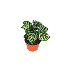 Calathea Peacock Makoyana- 6'' from California Tropicals