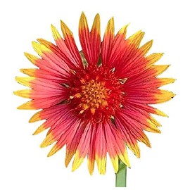 Western Pollinator Attracting Wildflower Seeds - Attracts Bees, Butterflies, and Other Beneficial Insects, Bees Knees