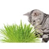 Petio Cat Energetic Grass 3 Plus 2