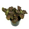 Fittonia Pink Nerve Plant Live Potted Houseplants Air Purifying, 2.5"