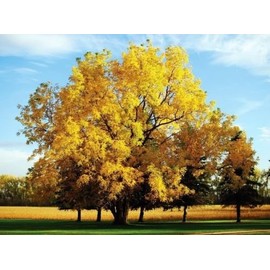 Black Walnut, Juglans Nigra, (Northern Source), Tree 3 Seeds