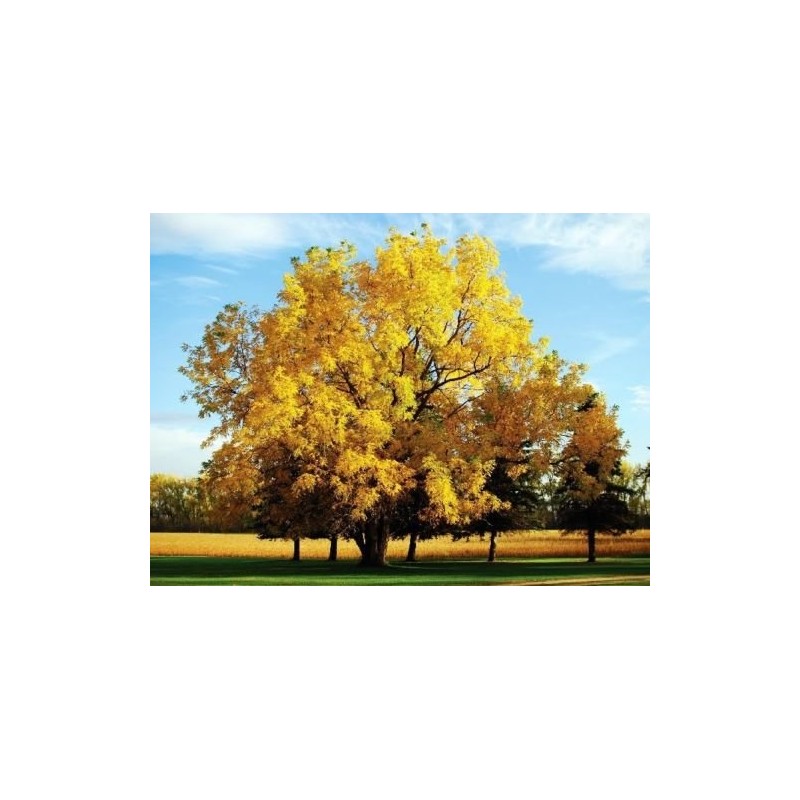Black Walnut, Juglans Nigra, (Northern Source), Tree 3 Seeds