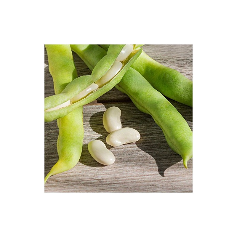 Henderson Lima Bean Seeds - 5 Lb ~6,400 Seeds -
