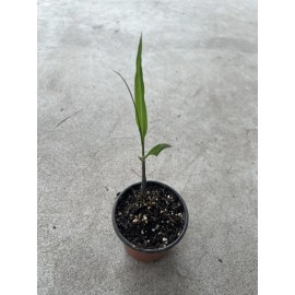 Sugarcane 1 Sugarcane Plant With Pot Sweet Juicy Ready To Plant