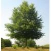 Willow Oak Tree Seedlings for Planting - Attractive and Hardy
