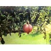 Disposable Apple Maggot Trap Kit 25 Apples, 25 Wire Holders,