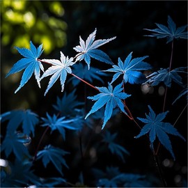 CHUXAY GARDEN Buy 3 get 2 free！CHUXAY GARDEN Ghost Blue Maple,Acer Palmatum,Japanese Maple 30 Seeds Deciduous Shrub Hardy Tree Rare Blue Maple Striking Landscaping Plant Great for Garden and Patio