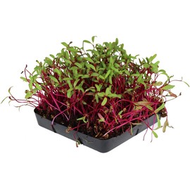 Soil Based Microgreens Seeds Assortment: Micro Greens Seed Collection: Sunflower, Buckwheat, Cilantro, Dun Pea, Rainbow Swiss Chard, Detroit Beets