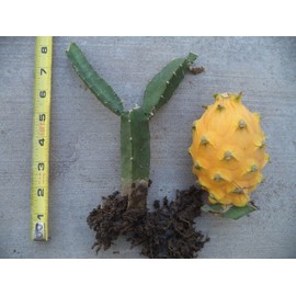 Unbranded Rooted & Sprouted Yellow Dragon Fruit Palora Variety For One Young Plant 6"-8"H