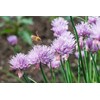 SAFLAX - Organic - Chives - 250 Seeds - Allium