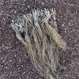 Seascape Strawberry Plants - Great for Planters - Day Neutral (Heavy Producer) - Bare Root Strawberry Plants from Hand Picked Nursery (15)